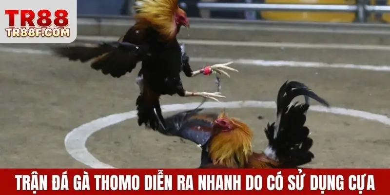 Cập Nhật Luật Chơi Và Cá Cược Đá Gà Thomo Chi Tiết Nhất - WINLUMO99.LOL