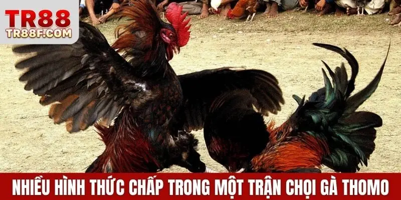 Cập Nhật Luật Chơi Và Cá Cược Đá Gà Thomo Chi Tiết Nhất - WINLUMO99.LOL