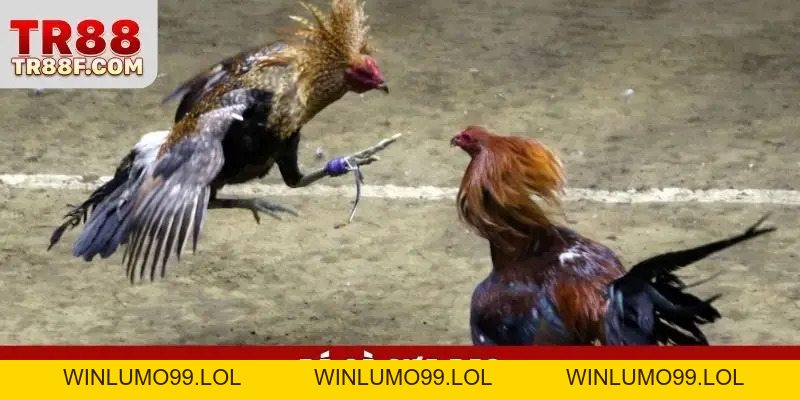 TR88 mcwbd - Link TR88 Cá Cược Uy Tín Số #1 - Tặng 99K - WINLUMO99.LOL