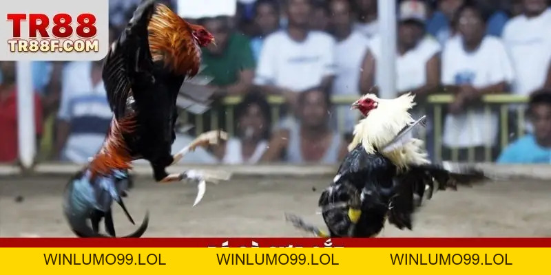 TR88 mcwbd - Link TR88 Cá Cược Uy Tín Số #1 - Tặng 99K - WINLUMO99.LOL