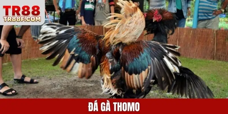Đá Gà Cựa Sắt - Luật Chơi & Bí Quyết Chọn Chiến Kê Chuẩn - WINLUMO99.LOL