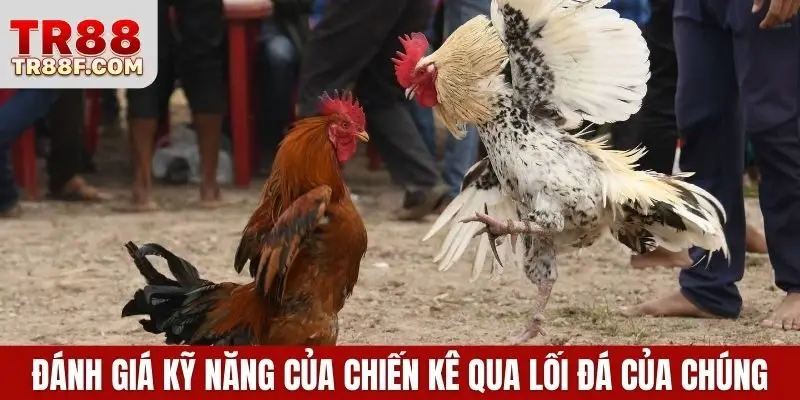Cập Nhật Luật Chơi Và Cá Cược Đá Gà Thomo Chi Tiết Nhất - WINLUMO99.LOL
