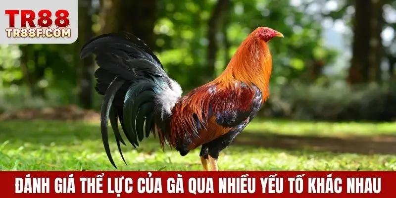 Đá Gà Cựa Dao - Bí Kíp Cược Thắng Lớn Khi Tham Gia Bắt Kèo - WINLUMO99.LOL