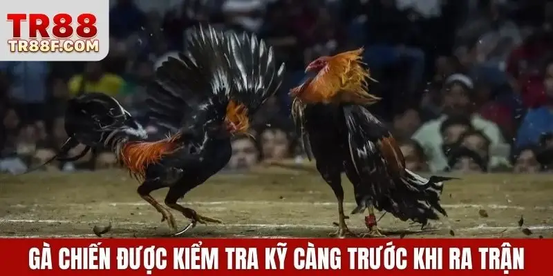 Đá Gà Cựa Dao - Bí Kíp Cược Thắng Lớn Khi Tham Gia Bắt Kèo - WINLUMO99.LOL