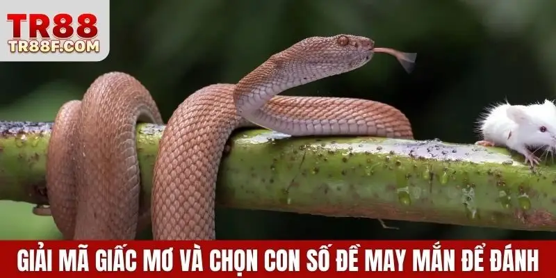 Mơ Thấy Rắn Là Điềm Gì? Giải Mã & Con Số May Mắn Cụ Thể - WINLUMO99.LOL