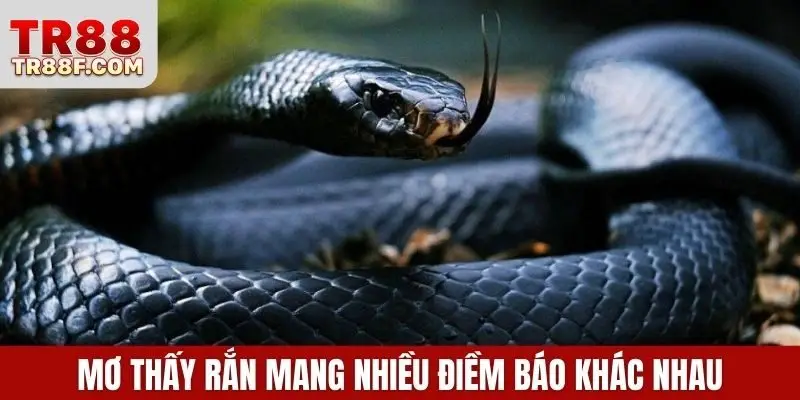 Mơ Thấy Rắn Là Điềm Gì? Giải Mã & Con Số May Mắn Cụ Thể - WINLUMO99.LOL