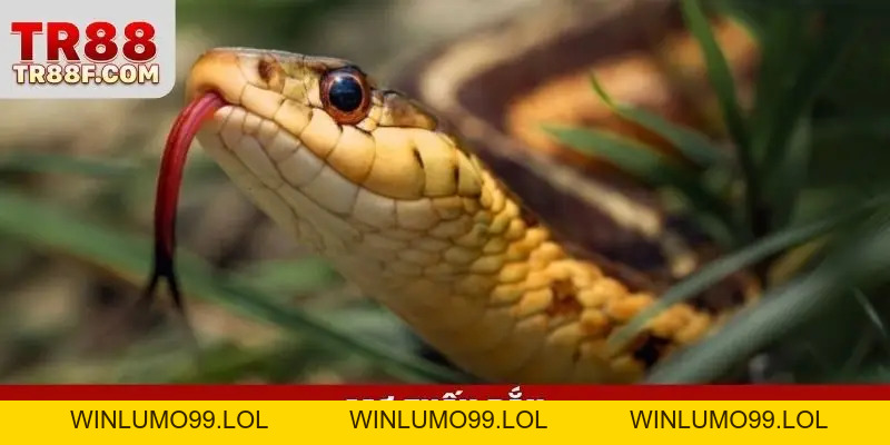 TR88 mcwbd - Link TR88 Cá Cược Uy Tín Số #1 - Tặng 99K - WINLUMO99.LOL