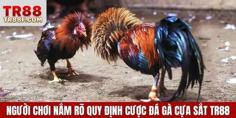 Đá Gà Cựa Sắt - Luật Chơi & Bí Quyết Chọn Chiến Kê Chuẩn - WINLUMO99.LOL