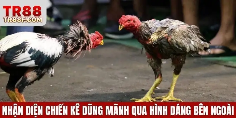Đá Gà Cựa Sắt - Luật Chơi & Bí Quyết Chọn Chiến Kê Chuẩn - WINLUMO99.LOL