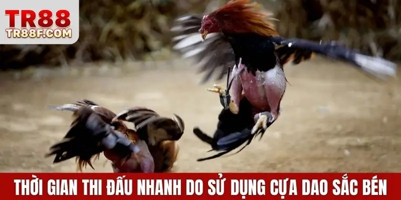 Đá Gà Cựa Sắt - Luật Chơi & Bí Quyết Chọn Chiến Kê Chuẩn - WINLUMO99.LOL