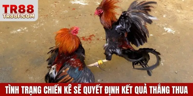 Đá Gà Cựa Dao - Bí Kíp Cược Thắng Lớn Khi Tham Gia Bắt Kèo - WINLUMO99.LOL