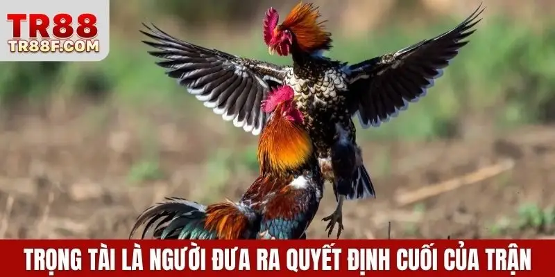 Cập Nhật Luật Chơi Và Cá Cược Đá Gà Thomo Chi Tiết Nhất - WINLUMO99.LOL